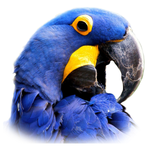 blue-macaw-head-1.png?w=300
